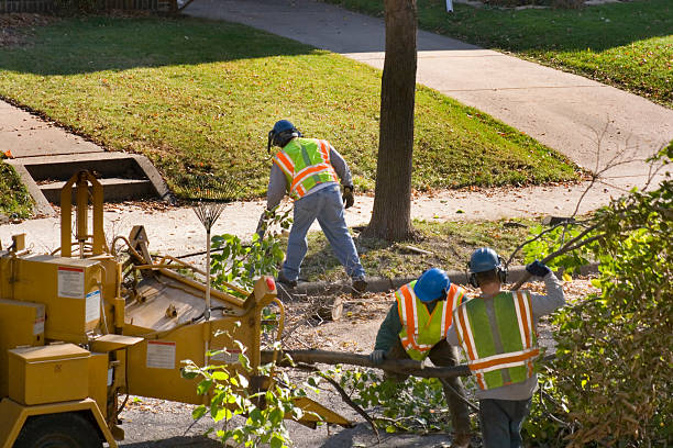 Best Hazardous Tree Removal  in Dos Palos, CA